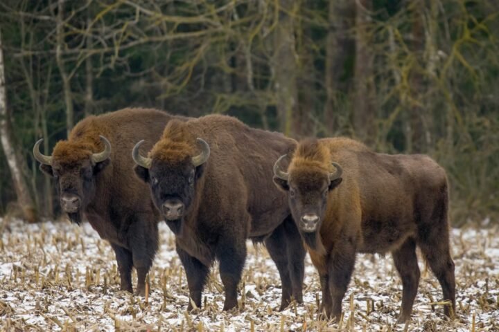 a group of bison standing in a snowy field